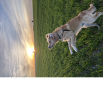golden retrievers are the best
