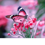 •Best Butterfly’s•
