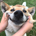 Corgis love corgis