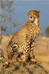 cheetah lovers