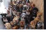 People with Dogs