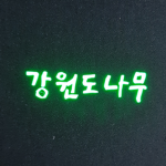 강원도나무
