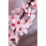 Blossoms_Xx