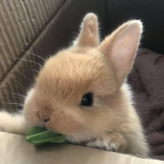 _bunnydunkin