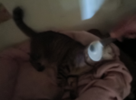 Leos Cat Fan group