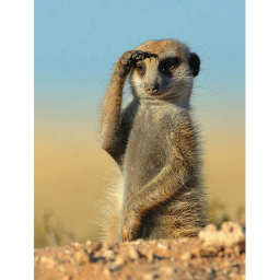 Meerkat studio Runner