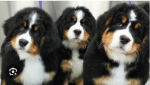 pup lovers