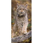 Kit and lynx