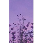 vintage (or any)