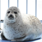 Silly Seals Sealed Salmon Cheap