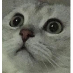Я коооот!!!