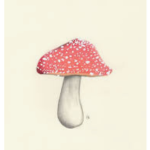 Shroomish.inc
