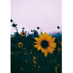•ᴀᴅᴏᴘᴛ ᴍᴇ ᴛʀᴀᴅɪɴɢ ɢʀᴏᴜᴘ•