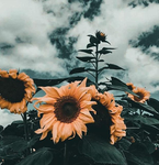 Lexiplays fan group