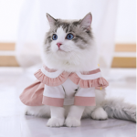 My cat cookie's clothing