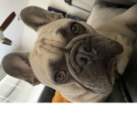#Dogers