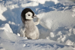 Penguino empire