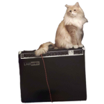 This is my cat sitting on an amp fan group