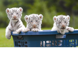 animal admin game