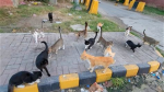 Cats Mission