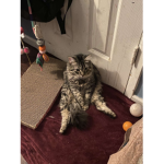 floppywobby