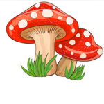 The Mushroom Group