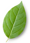 See that leaf on the ground