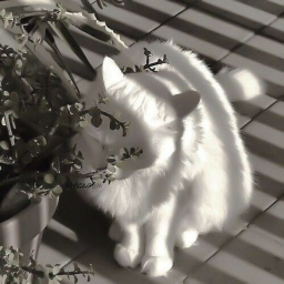 ★˚ʚɞ