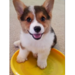 cuteness234566789