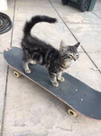 Followers of the nerdy cat
