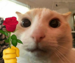 Cat rose group