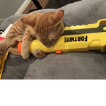 Cats_only