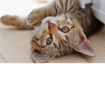 Cute cats join pwease:3