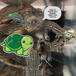 TURTLEZ$