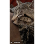 My cat Luna