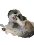 beary cuté