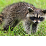 The rackety raccoons