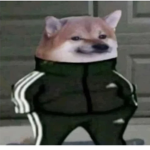 Yo soy un perro meme