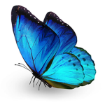 team papillon bleu