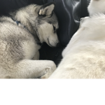 HappyHuskies Roblox