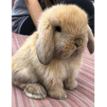Floppy-Eared Bunnies Fan Group!