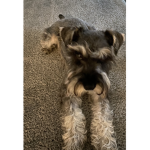 Venom Yasd dog Group