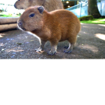 Capybara experience.