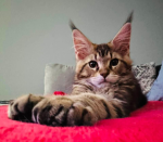 KITTYYYYYYYYYYYYYYYYYYY