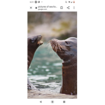 SEA LIONS UNITED