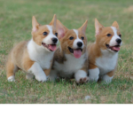 DOGS RULE ALL DAY