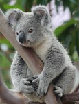 Koala Studiosシ