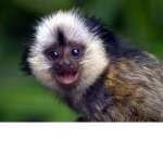 HenHenMonkey