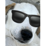 MemerDogYT
