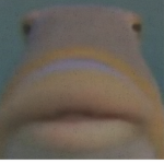 Fishy Man Group